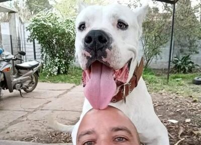 Ensenada: Un físicoculturista preso, un dogo baleado y el jefe de policia herido