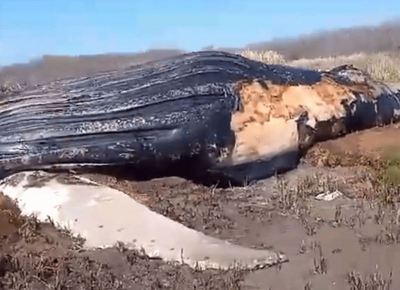 MIRÁ EL VIDEO | Encontraron una ballena muerta en la costa del Rio de La Plata