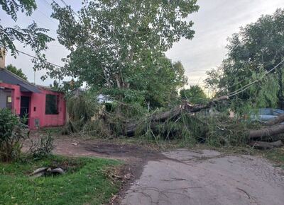 Vecinos de San Carlos cansados: Árbol caído desde el viernes y ni la municipalidad ni Cecilia Ábalos dan respuesta