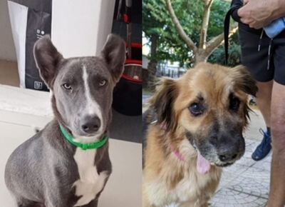 A pulmón y con el corazón: la historia de "Perritos Rescatados", la agrupación que salva animales en La Plata