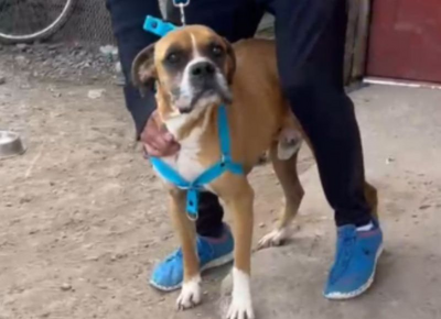 Bronca en La Plata: una fiscalía recibió 258 denuncias por un mismo caso de maltrato animal en Los Hornos