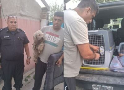 Maltrato animal en el Barrio San Carlos: rescataron a un caniche adulto en avanzado estado de abandono