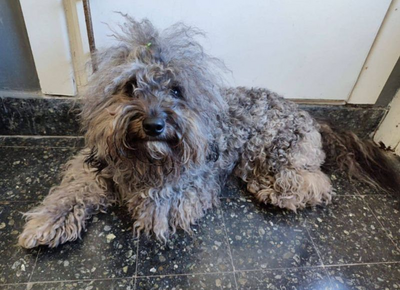 Ofrecen un millón de pesos de recompensa por Darko, un perro perdido en Berisso