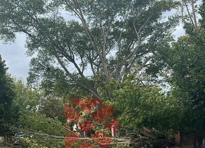Fuerte viento: cayó un árbol en 7 y 517 bis y casi provoca una tragedia