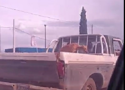 VIDEO | Indignación total en La Plata: filmaron a un galgo siendo asfixiado en la caja de una camioneta