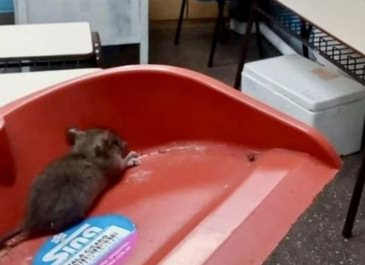 "Conviven con ratas": crece la preocupación por las condiciones sanitarias en escuelas de La Plata