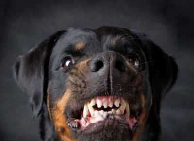 Preocupación y tensión en La Plata por perros peligrosos sueltos: denuncian ataques de Rottweiler en Villa Elisa