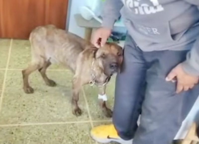 Rescataron a tres animales en La Plata tras semanas de reclamos por presunto maltrato