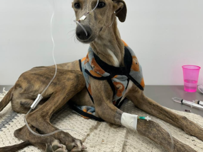 Una agrupación de La Plata pide ayuda para sostener a 50 animales rescatados