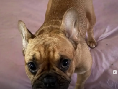 Buscan desesperadamente a una perrita que fue robada durante un asalto en La Plata