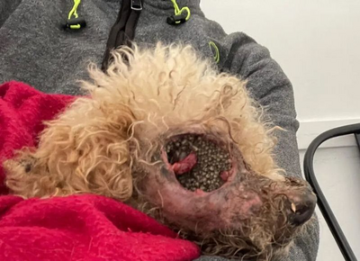 Rescatistas La Plata salvaron a un cachorro abandonado en la ruta con graves heridas: hoy tiene una segunda oportunidad