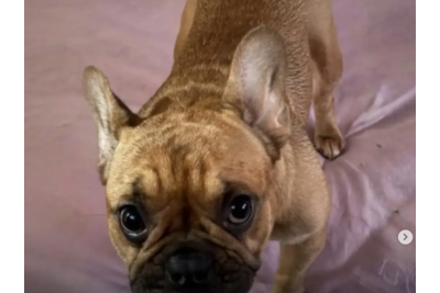 Buscan desesperadamente a una perrita que fue robada durante un asalto en La Plata
