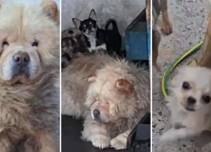 Allanaron en La Plata una casa y desmantelaron un criadero clandestino donde explotaban perros de raza
