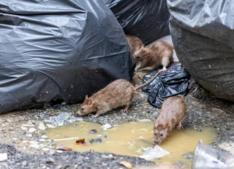 La ciudad de La Plata está minada de ratas y entre los vecinos crece el miedo al hantavirus
